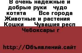 В очень надежные и добрые руки - чудо - котята!!! - Все города Животные и растения » Кошки   . Чувашия респ.,Чебоксары г.